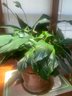 Live Peace Lily Plant