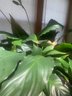 Live Peace Lily Plant