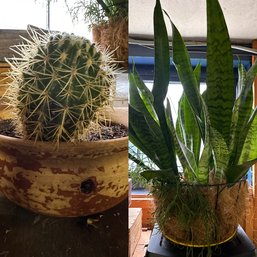 Live Plants - Big Cactus And Snake Plant