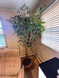 Fake 8 Ft Ficus In Terra Cotta Pot