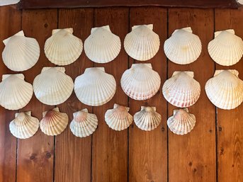 18 Scallop Shells