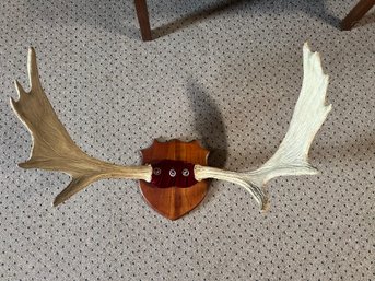 Canadian Moose Antlers