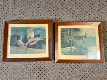 Male & Female FLYING PHEASANT, BLACKTAIL BUCK Vintage Prints