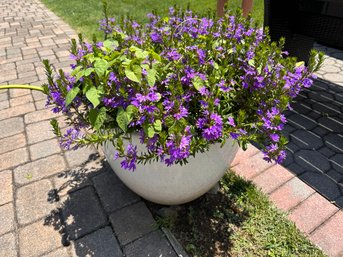 Ceramic Flower Pot With Live Flowering Plant