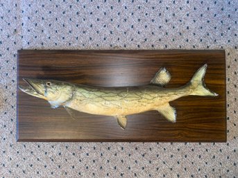 Fish Taxidermy Plaque