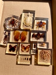 Resin Insect And Animal Specimen Collection