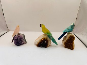 Gemstone Parrots From Brazil