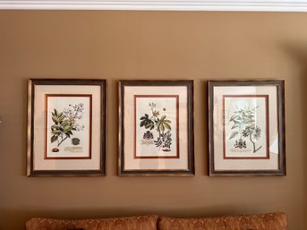 Three Horticultural Prints