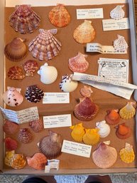 Small Scallop Seashells