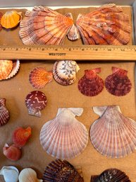 Large Scallop Shells