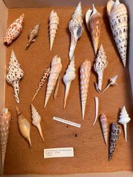 Turrid Sea Shell Collection