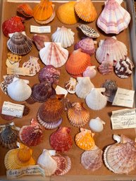 Colorful Scallop Shell Collection
