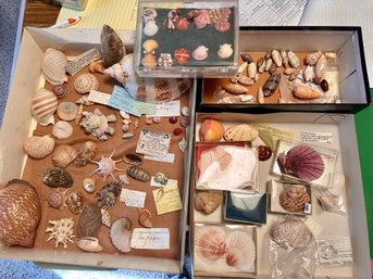 Large Lot Of Assorted Shells (3 Boxes)