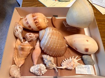 Collection With Large Shells
