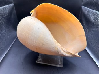 Horse Conch Sea Shell