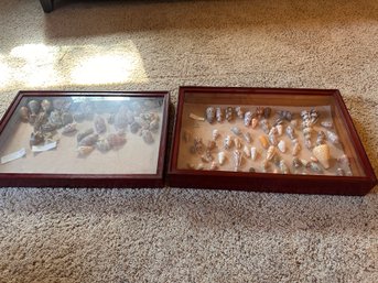 Two Display Boxes Of Collectible Seashells