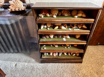 5 Drawer Case With Removable Shelves FILLED With Sea Shells (some Very Collectible)