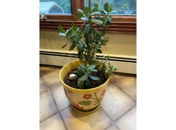 Potted Plant