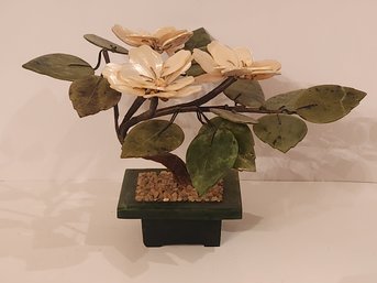 Chinese Jade Tree