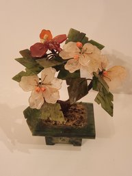 Chinese Jade Tree