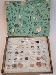 1970' Seashell Collection In Original Box