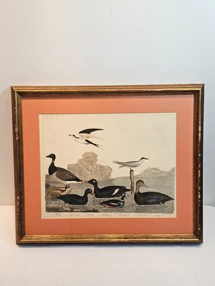 Alexander Wilson And Lawson Hand Colored Bird Lithograph Number 72
