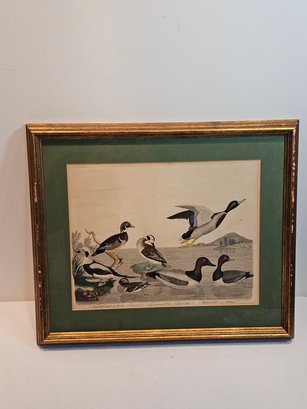 Alexander Wilson And Lawson Hand Colored Bird Lithograph Number 70