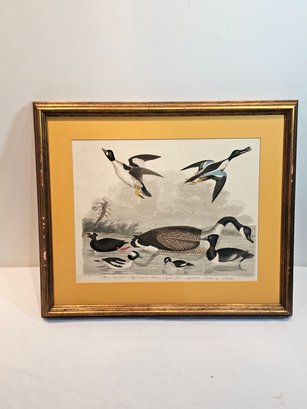 Alexander Wilson And Lawson Hand Colored Bird Lithograph Number 67