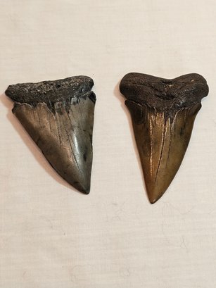 Pair Of Fossilized Shark Teeth