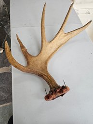 Moose Antler