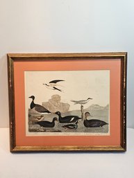 Alexander Wilson And Lawson Hand Colored Bird Lithograph Number 72