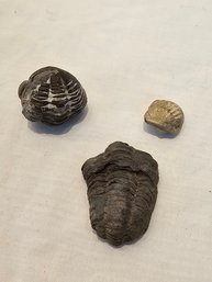 Small Fossils Lot