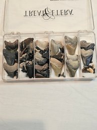 Prehistoric Shark Teeth Fossils Lot