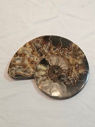 Ammonite Fossil