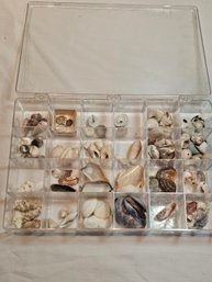 Shells Lot, Shells, Group Of Shells, Seashells,