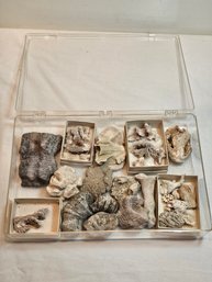 Coral And Fossils Lot