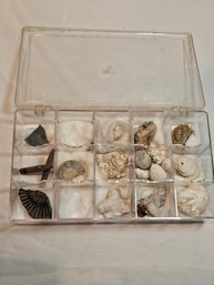 Pleistocene Era Fossils Lot