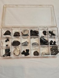 Alligator And Fish Fossils Lot