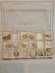 Sea Urchins Fossils Lot