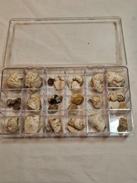 Snails And Sea Creatures Fossils Lot