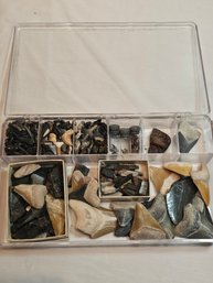 Sizeable Shark Teeth Lot