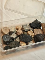 Dolphins Vertebrae Fossils