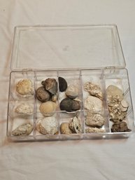 Florida Urchins And Class Fossils