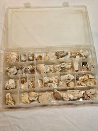 Clams And Sea Creatures Fossils