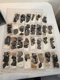 Florida Turtle Fossils Lot