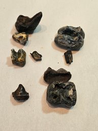 Fossilized Tapir Teeth