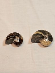 Ammonite Fossils