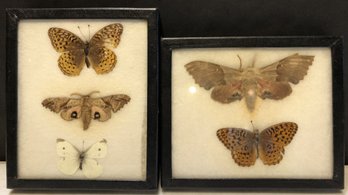Lot 2 - 5pc Mounted Moths In Cases