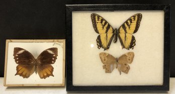 Lot 3 - 3pc Butterflies In Cases