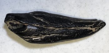 Antique Petrified Whales Tooth